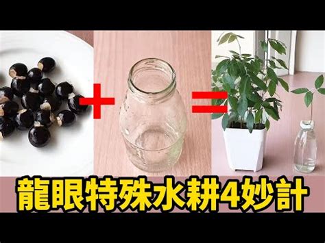 龍眼樹風水|【龍眼樹 風水】鎮宅生財！家門口種龍眼樹好嗎？風水作用與禁。